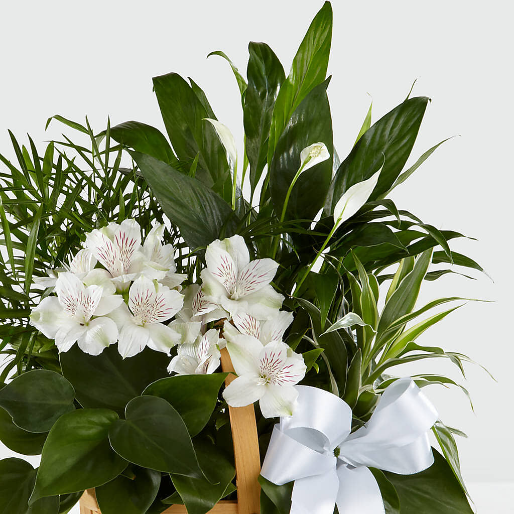 Peace & Serenity Dishgarden – Albertsons Floral #3195, Meridian ID