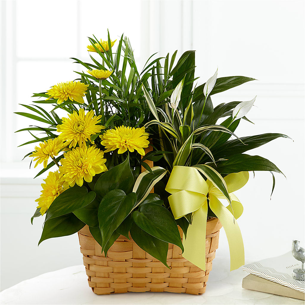 Loving Light Dishgarden – Albertsons Floral #3195, Meridian ID