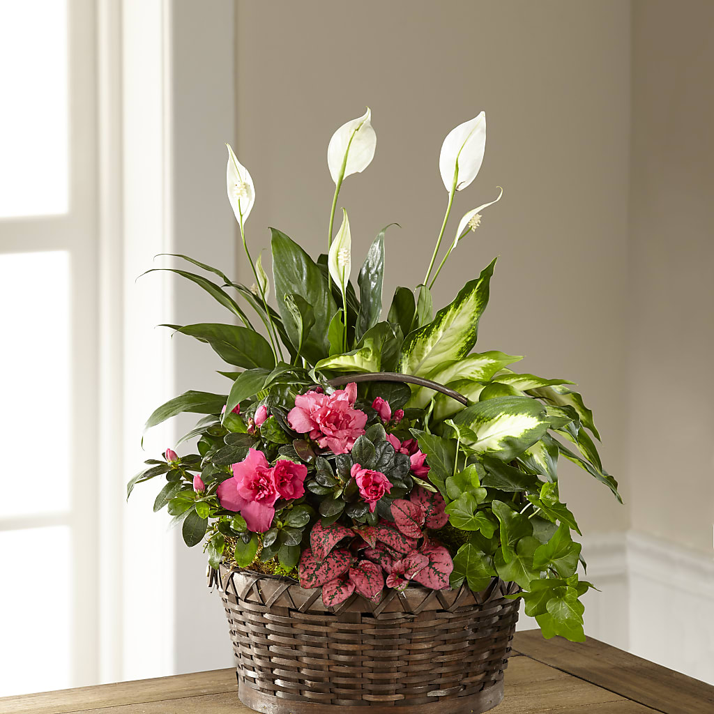 Dream in Pink Dishgarden – Albertsons Floral #3195, Meridian ID