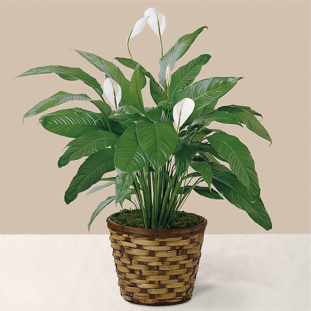 Tranquil Moments Peace Lily Plant – Albertsons Floral #3195, Meridian ID