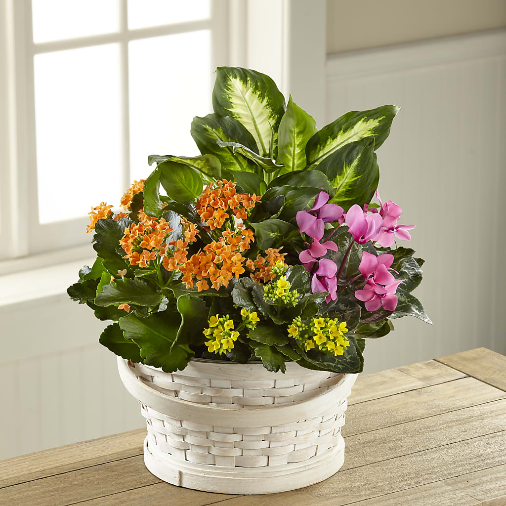 Color Crush Dishgarden – Albertsons Floral #3195, Meridian ID