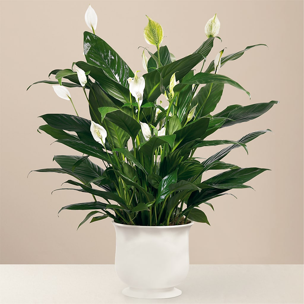 Comfort Planter – Albertsons Floral #3195, Meridian ID