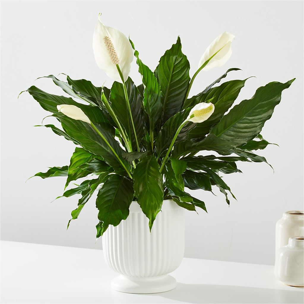 Comfort Planter – Albertsons Floral #3195, Meridian ID