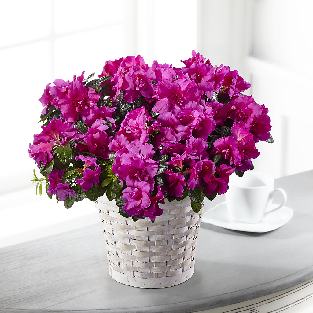 Hope & Serenity Azalea Plant – Albertsons Floral #3195, Meridian ID