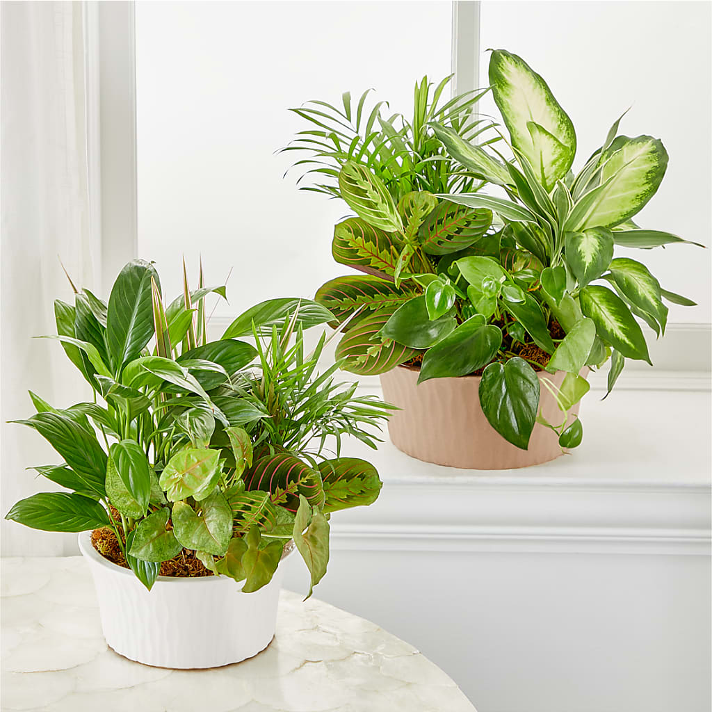 Balance & Harmony Dishgarden – Albertsons Floral #3195, Meridian ID