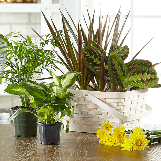Florist Designed Blooming and Green Plants in a Basket –  Albertsons Floral #3195, Meridian ID