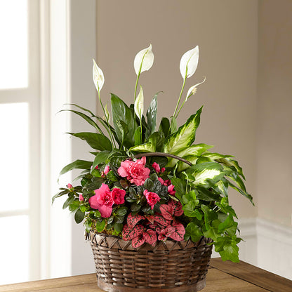 Dream in Pink Dishgarden –  Albertsons Floral #3195, Meridian ID