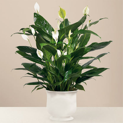 Comfort Planter –  Albertsons Floral #3195, Meridian ID