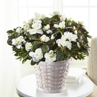 White Azalea Plant –  Albertsons Floral #3195, Meridian ID