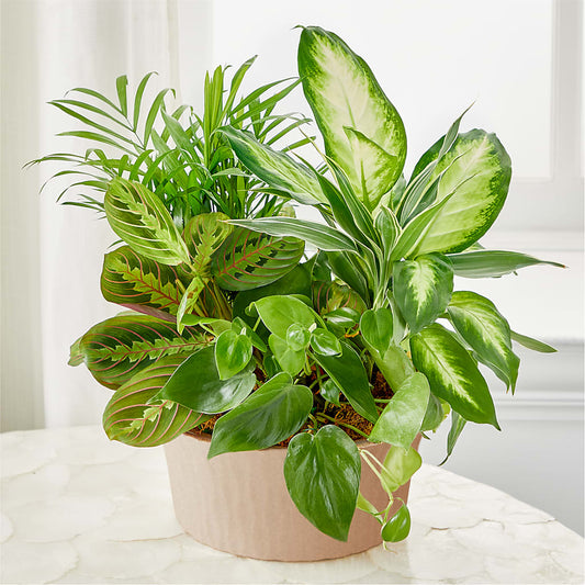 Balance & Harmony Dishgarden –  Albertsons Floral #3195, Meridian ID