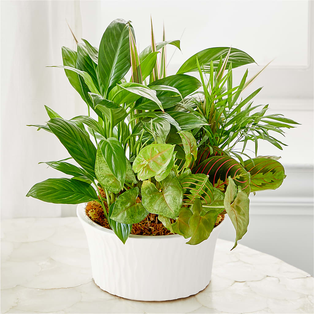 Balance & Harmony Dishgarden –  Albertsons Floral #3195, Meridian ID